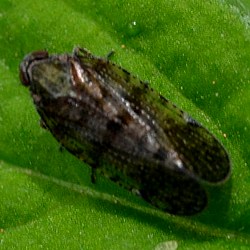 Cixius dubius